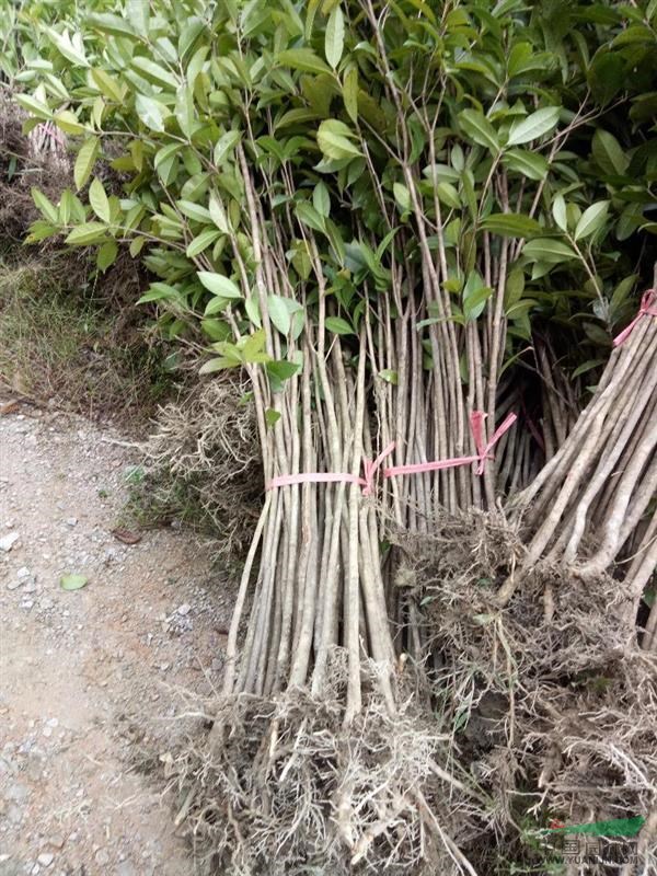 咸宁万桂桂花苗木种植专业合作社 桂花香里种出致富路