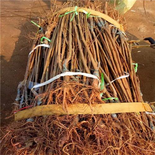 黑霸王李子树苗供应与种植指南 价格、基地与批发全解析