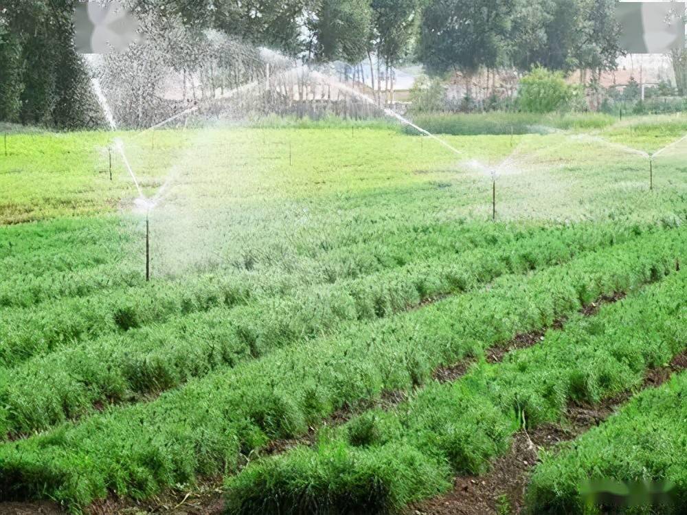 夏季苗木品种多需要采用各种灌溉技巧_种植