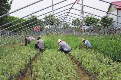 鲁山 脱贫路上党旗红 山乡蝶变展新颜——苗木种植铺就绿色致富路