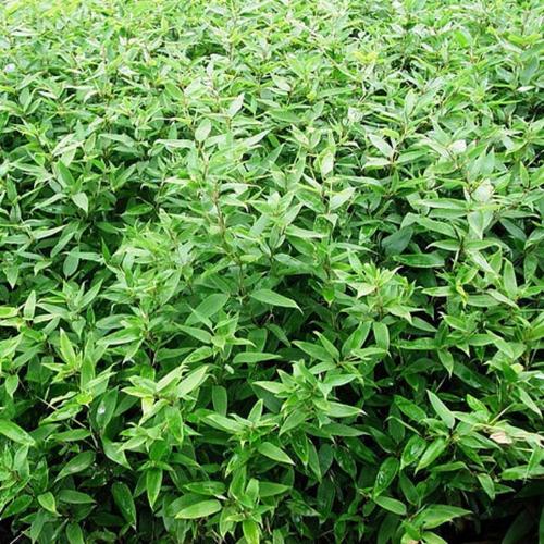 鹅毛竹批发与盆栽景观种植全指南 从盆景栽培到生态绿化工程苗木的科学实践