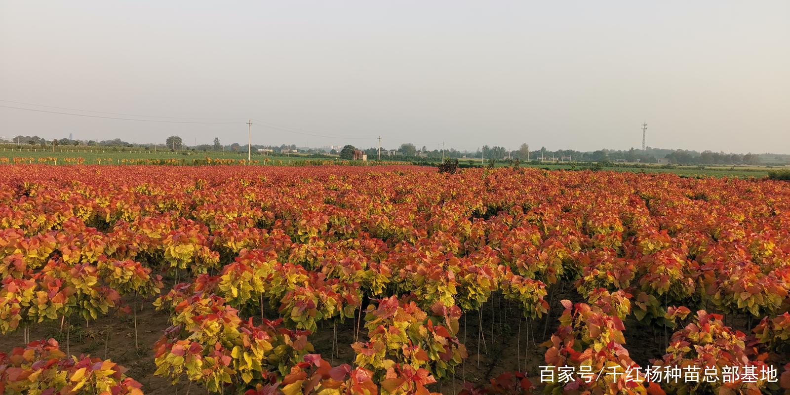 彩叶苗木种植有风险，品种选择是关键