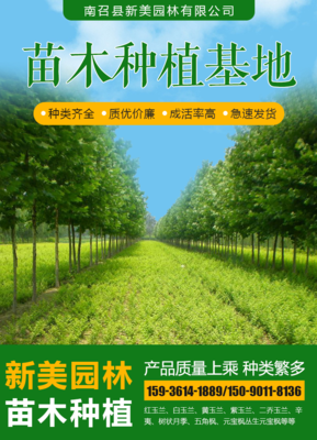 南阳新美苗木 二乔玉兰、红白玉兰、紫玉兰批发，规格齐全助力苗木种植