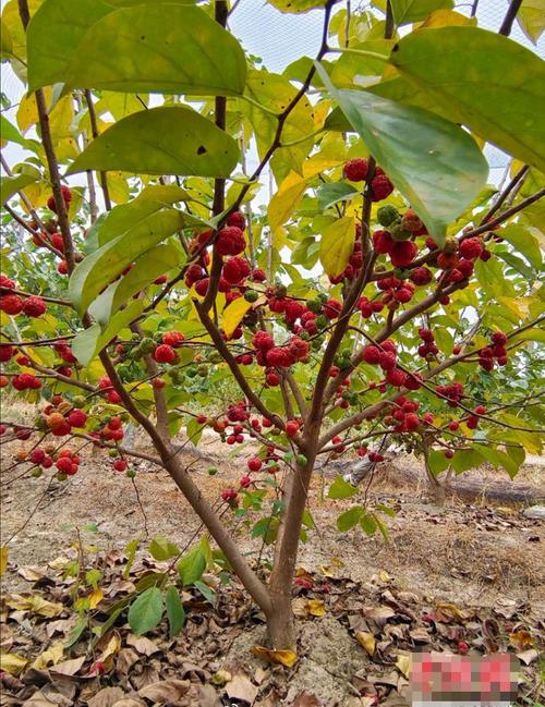 苗木种植与销售全指南 价格、厂家与批发渠道解析——以宁海县科庭苗木种植有限公司为例