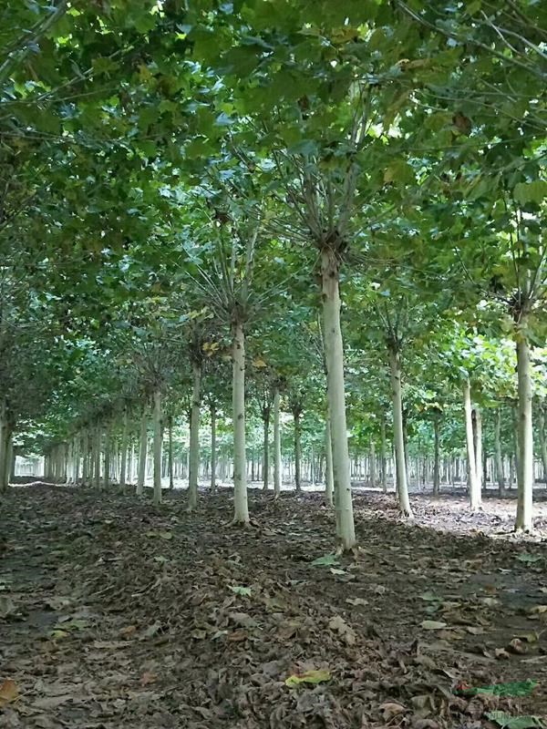 山东省济宁市志诚苗木种植基地 绿色产业的崛起与苗木种植技术探析