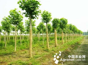 苗木交易旺季因种植面积过大市场供求失衡 图